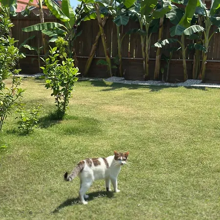 Wooden Stage Homes Casa de Férias Fethiye