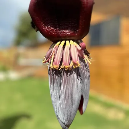 Wooden Stage Homes * Fethiye