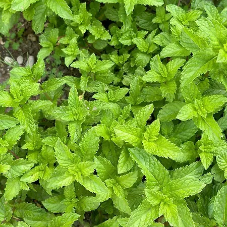 Wooden Stage Homes Casa de Férias *