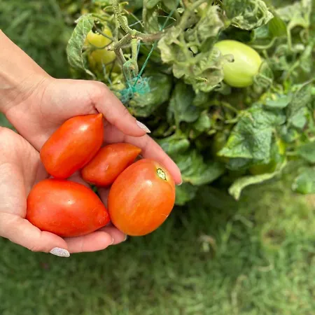 Wooden Stage Homes 度假居 *